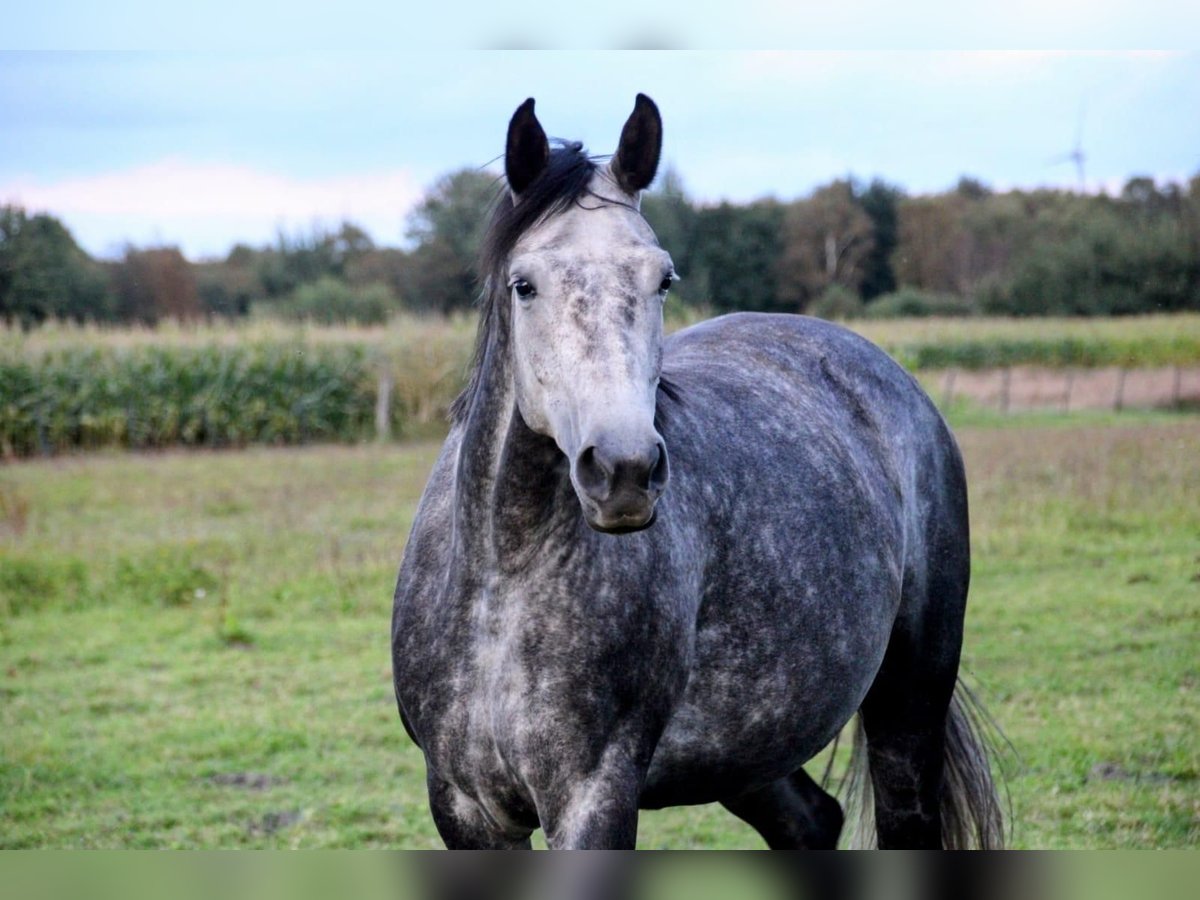 Oldenburgare Sto 8 år 167 cm Gråskimmel in Eydelstedt