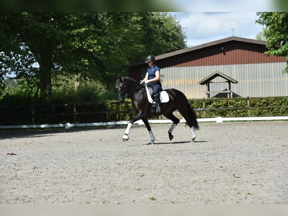 Oldenburgare Sto 8 år 169 cm Svart in Visbek