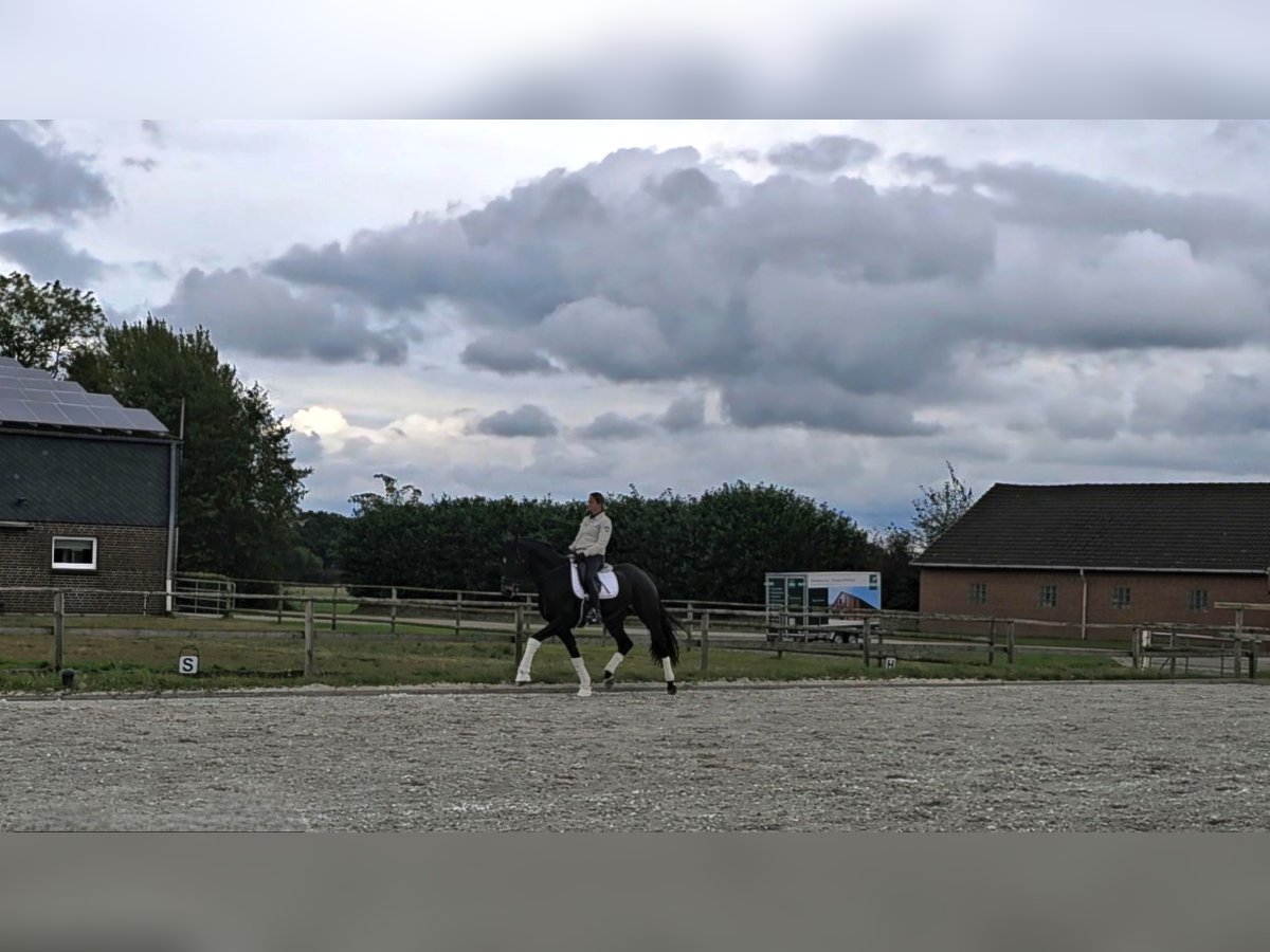 Oldenburgare Valack 10 år 168 cm Mörkbrun in Oyten