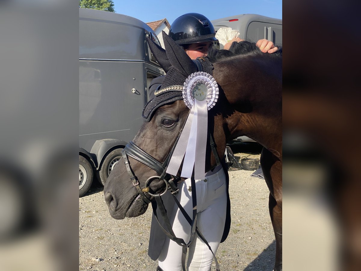 Oldenburgare Valack 10 år 170 cm Svart in Borchen