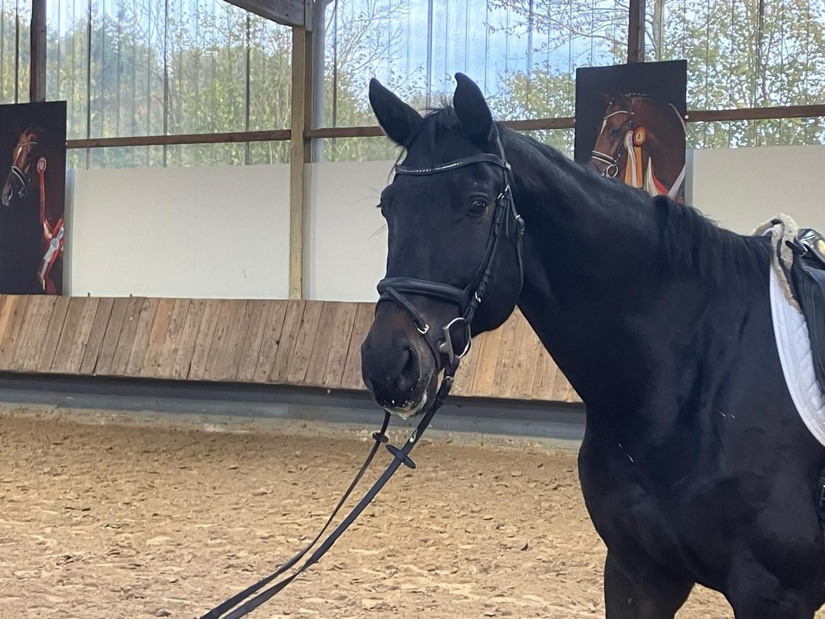 Oldenburgare Valack 10 år 177 cm Rökfärgad svart in Herbstein