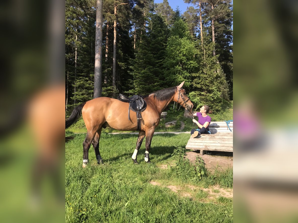 Oldenburgare Valack 11 år 170 cm Brun in Stadland