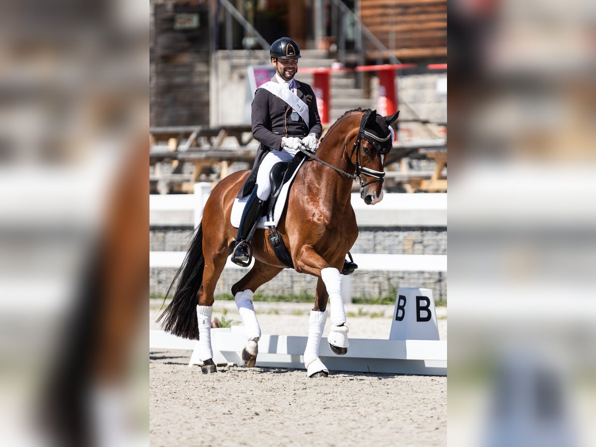 Oldenburgare Valack 13 år 171 cm Brun in Slany