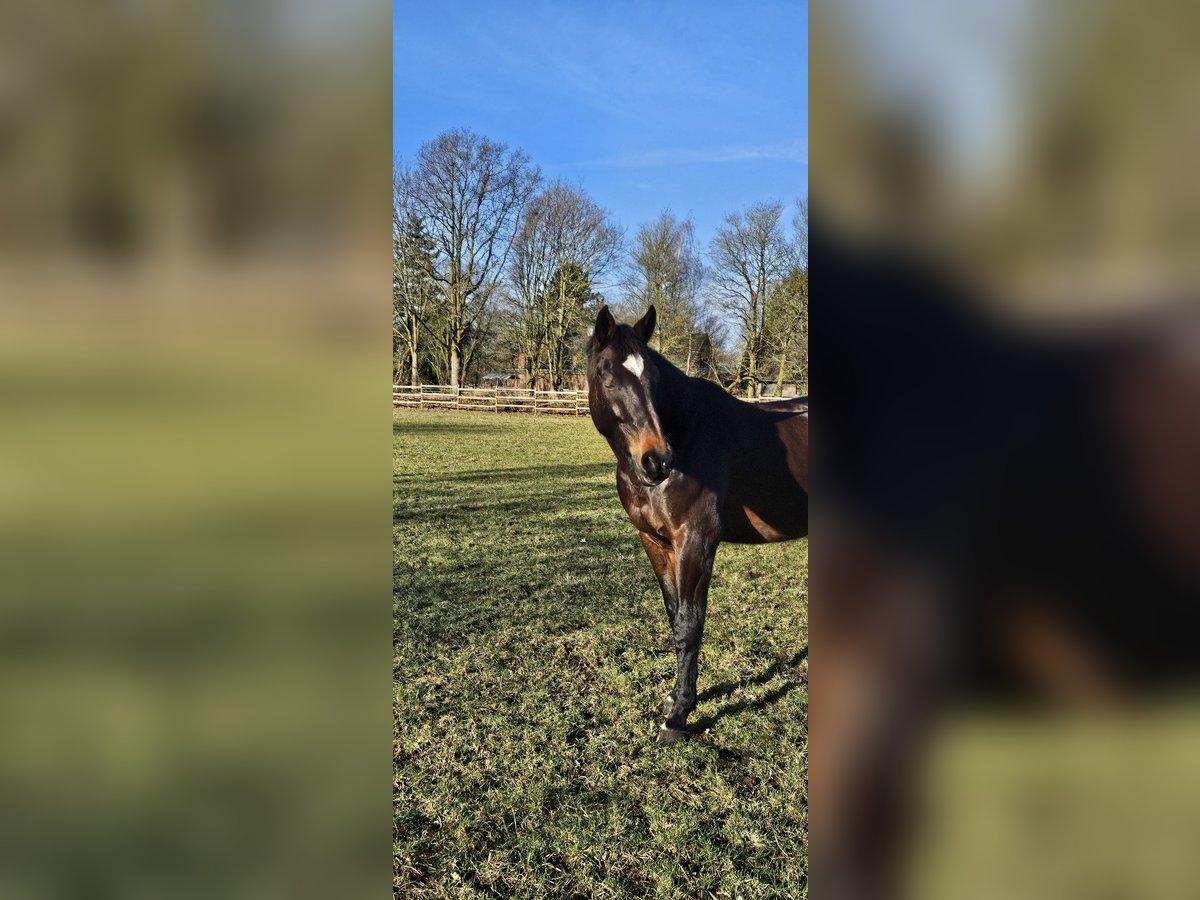 Oldenburgare Valack 14 år 170 cm in Dohren