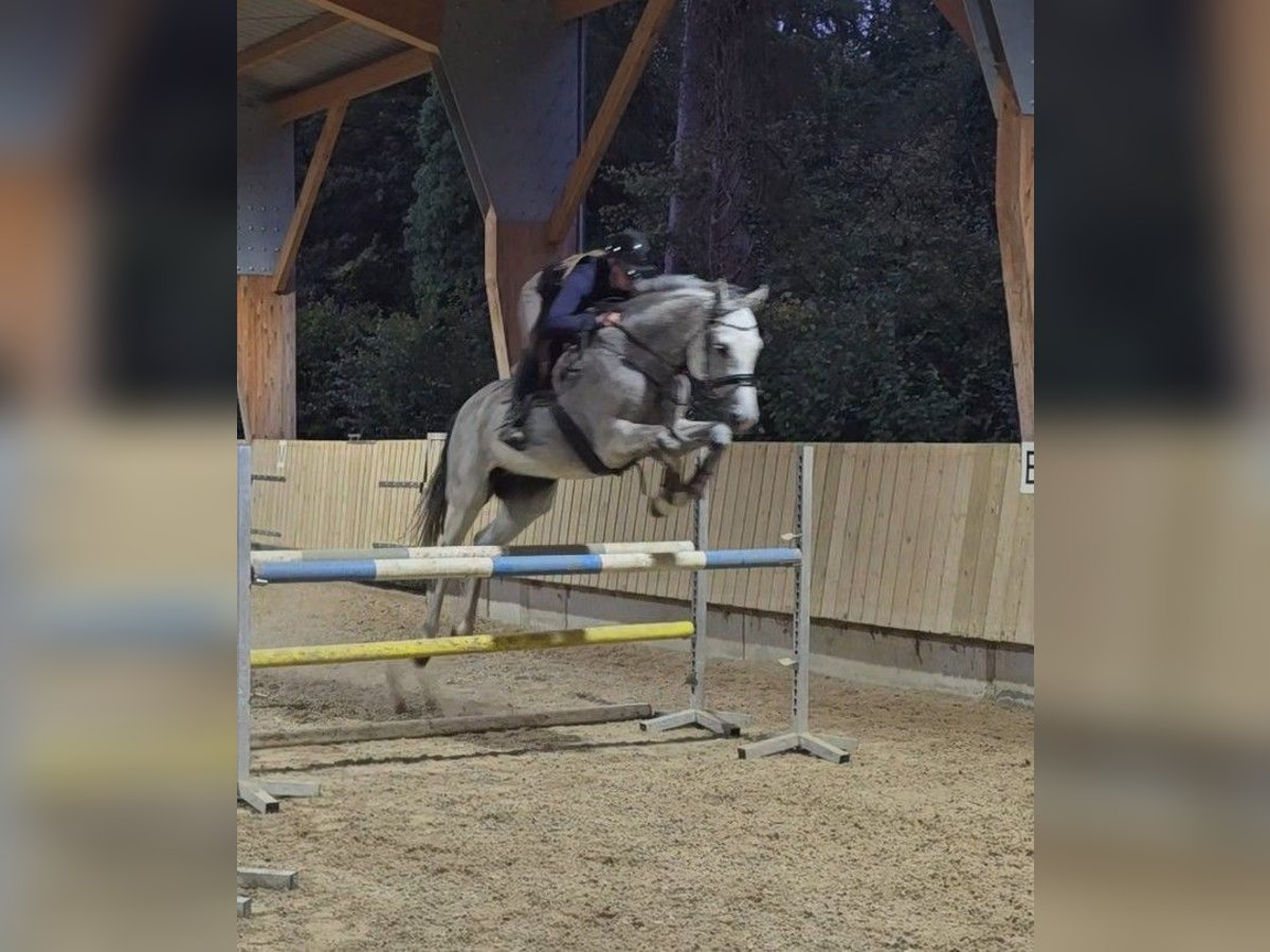 Oldenburgare Valack 14 år 175 cm Grå in Talheim