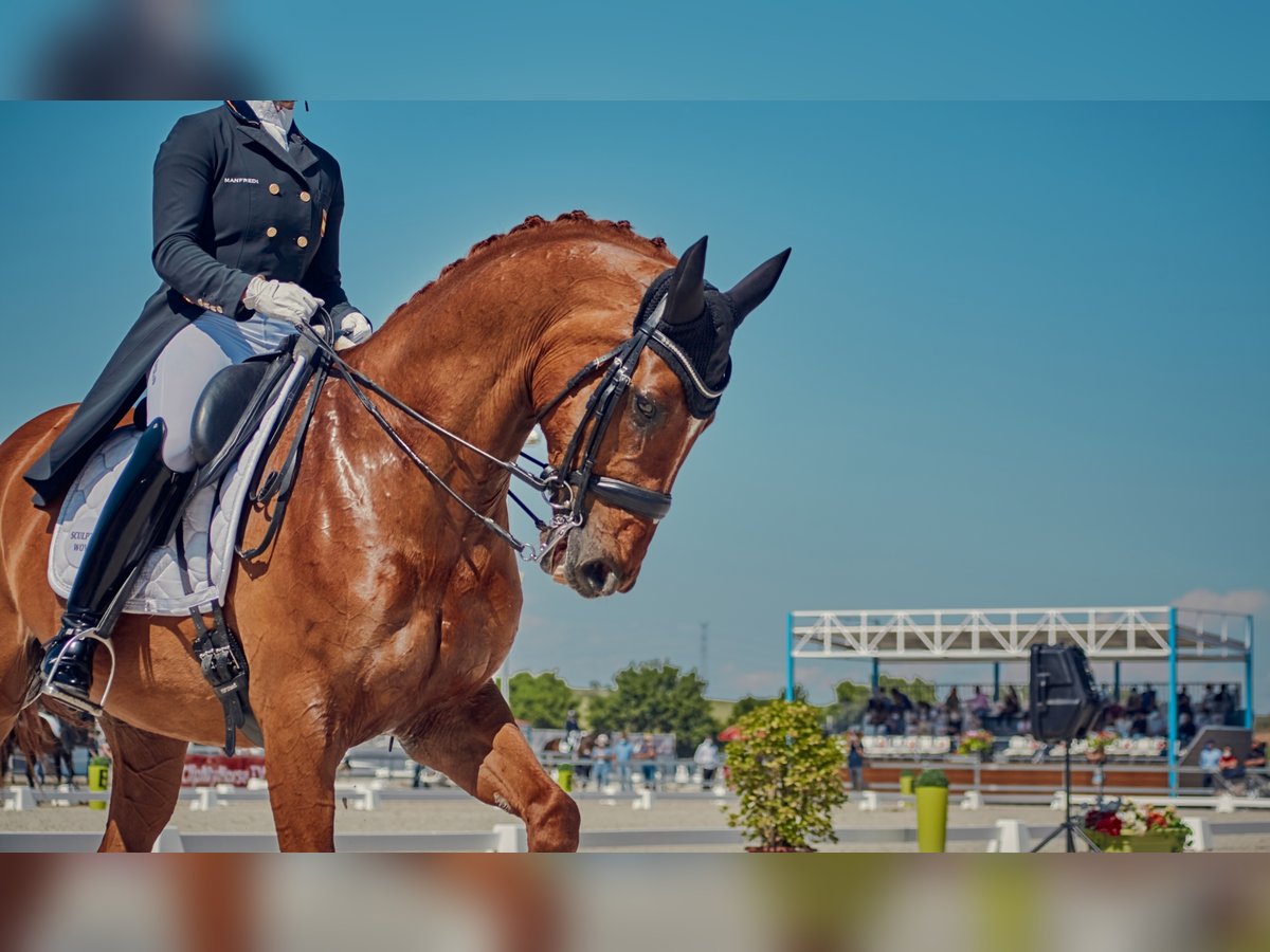 Oldenburgare Valack 17 år 172 cm fux in TORRELAGUNA