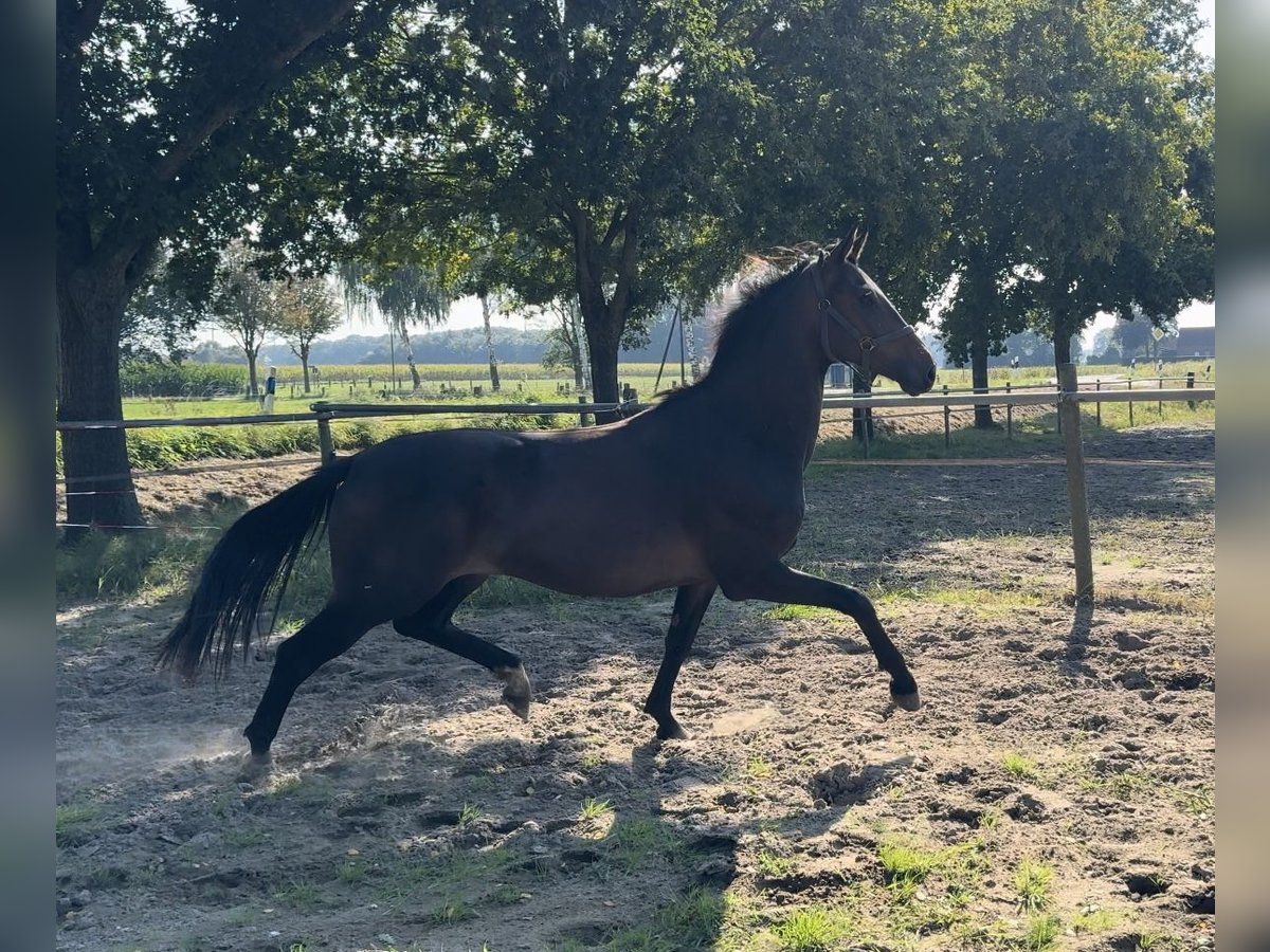 Oldenburgare Valack 2 år 158 cm Mörkbrun in Gehrde