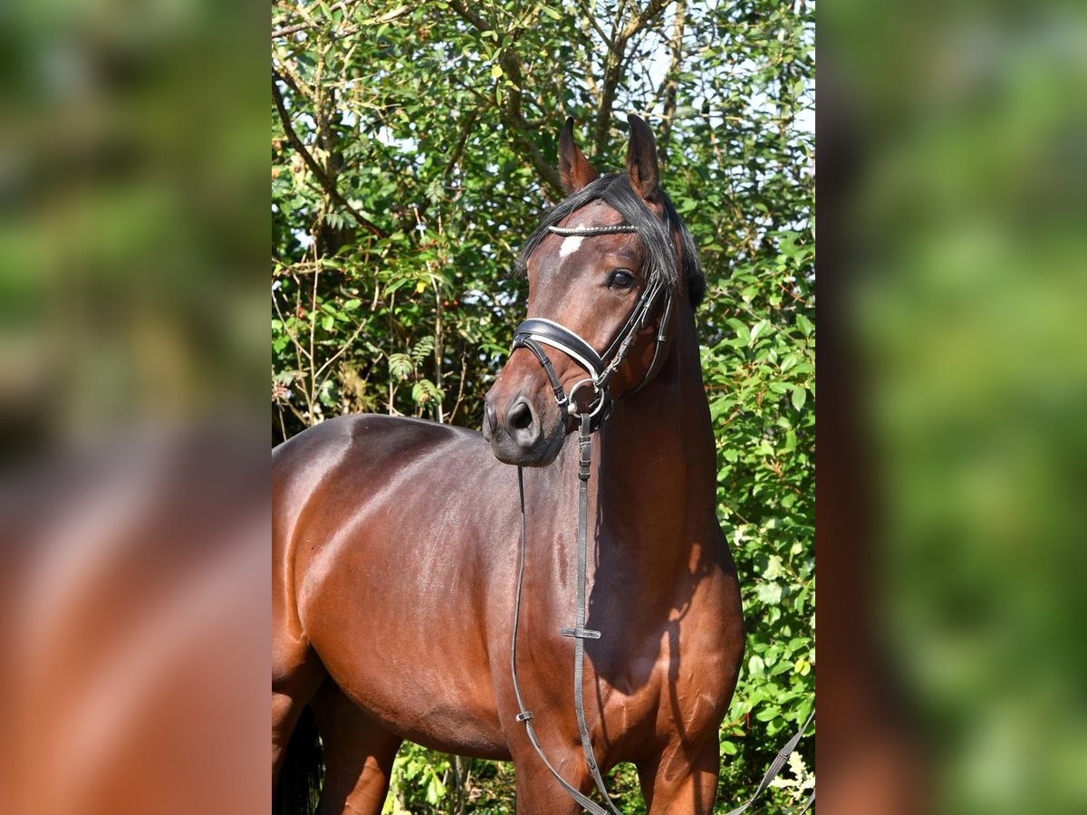 Oldenburgare Valack 3 år 159 cm Mörkbrun in Hepstedt