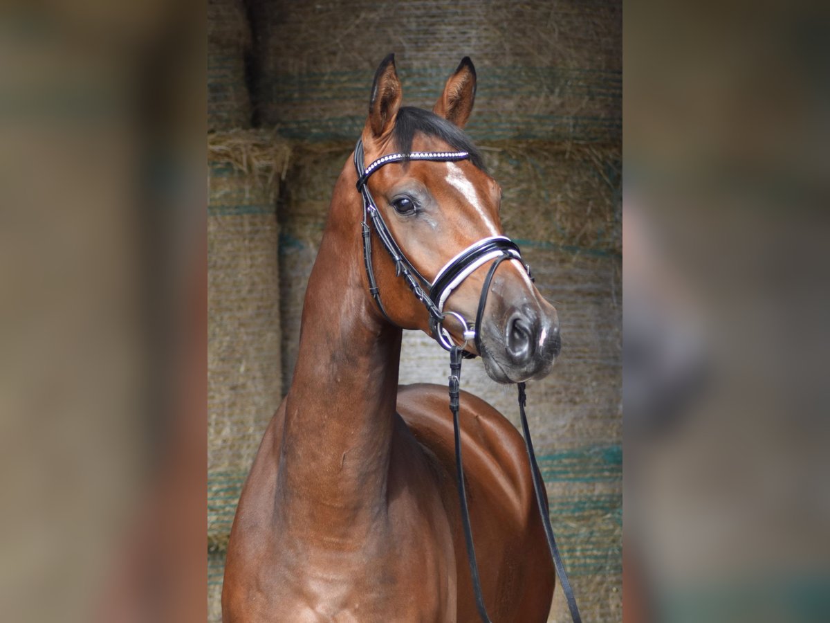 Oldenburgare Valack 3 år 164 cm Brun in Herbstein