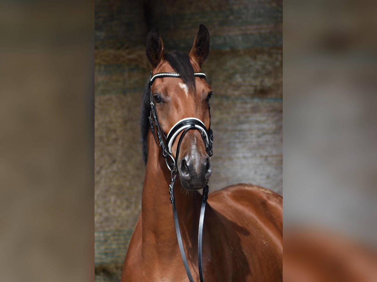 Oldenburgare Valack 3 år 165 cm Brun in Herbstein