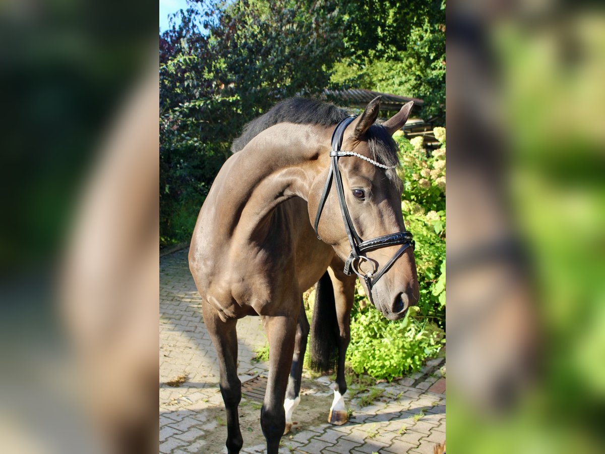 Oldenburgare Valack 3 år 169 cm Mörkbrun in Ankum