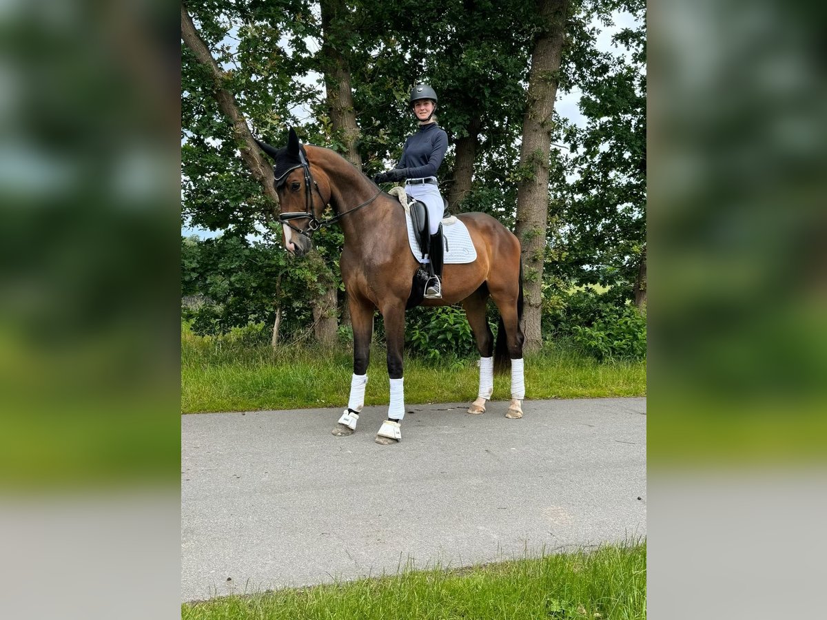 Oldenburgare Valack 3 år 176 cm Brun in Friesoythe