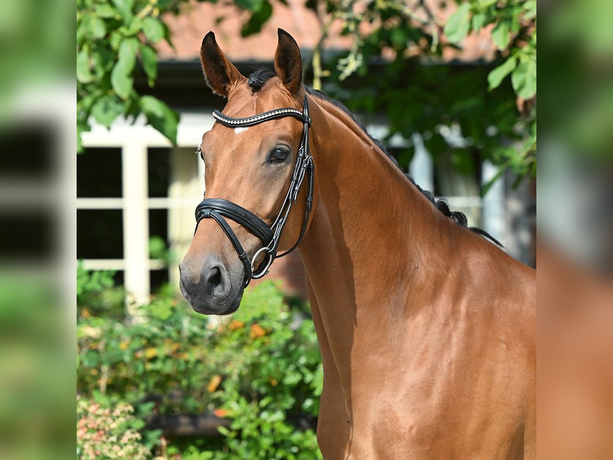 Oldenburgare Valack 4 år 165 cm Brun in Bad Bevensen