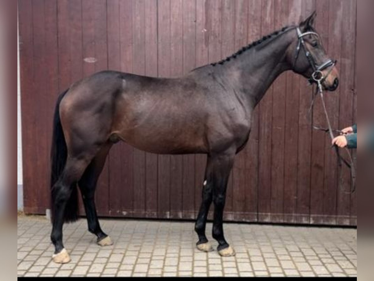 Oldenburgare Valack 4 år 165 cm Brun in Wald