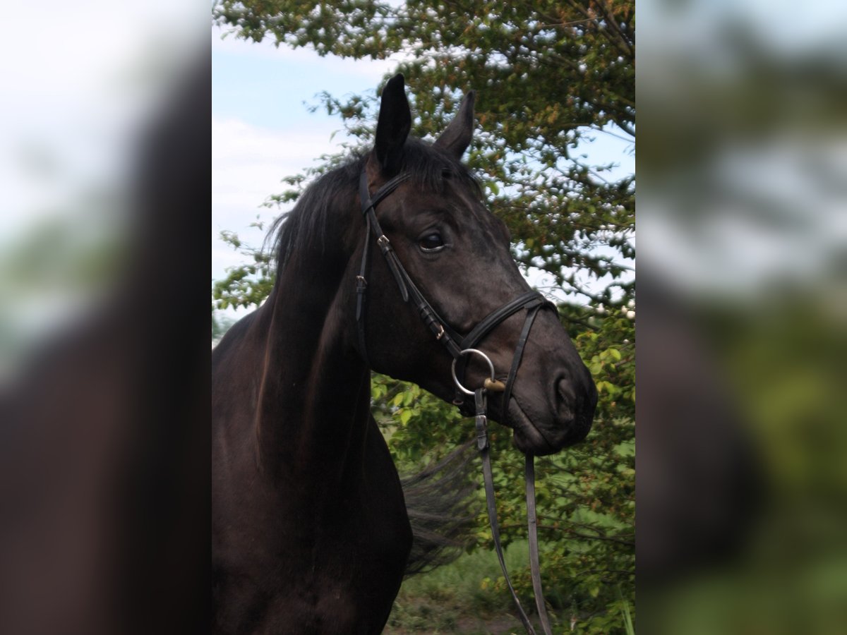 Oldenburgare Valack 4 år 166 cm Rökfärgad svart in Worms