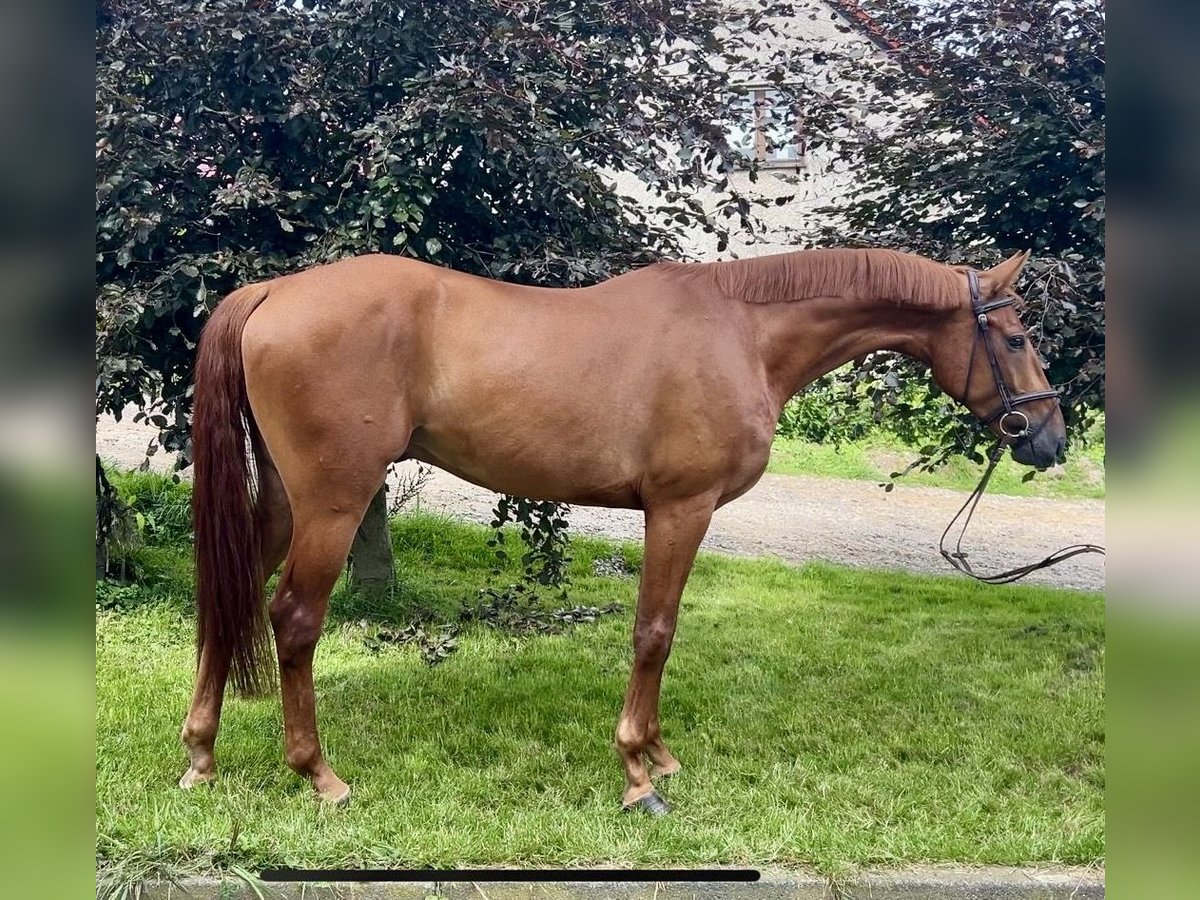 Oldenburgare Valack 4 år 167 cm fux in Meinerzhagen