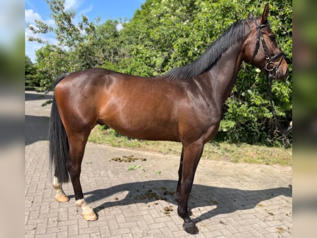 Oldenburgare Valack 4 år 168 cm Mörkbrun in Dwergte