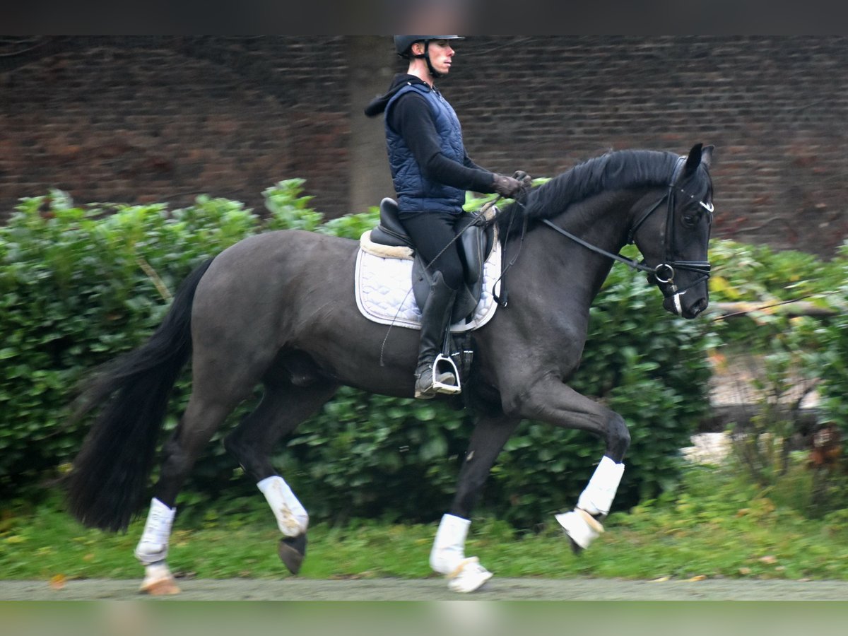 Oldenburgare Valack 4 år 168 cm Svart in Neuss