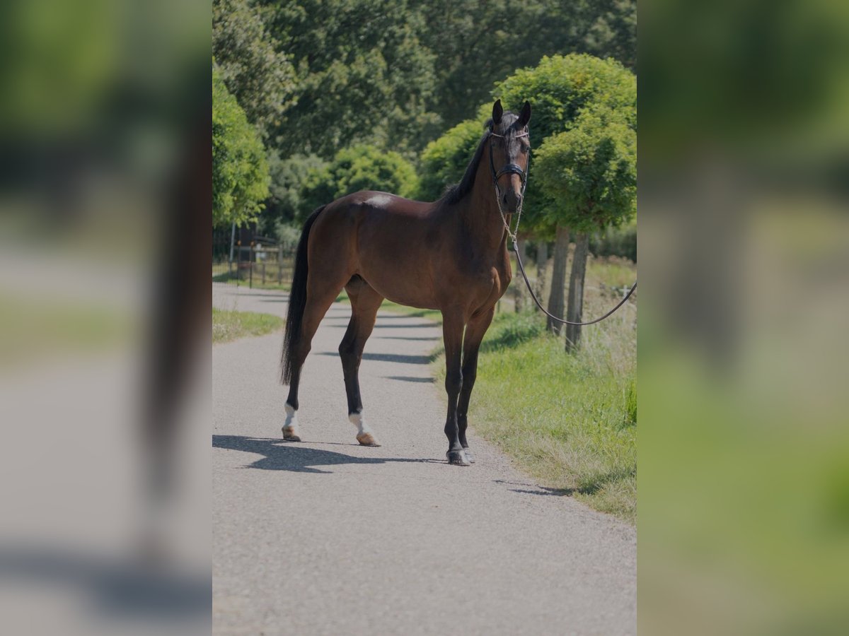 Oldenburgare Valack 4 år 170 cm Mörkbrun in Susteren