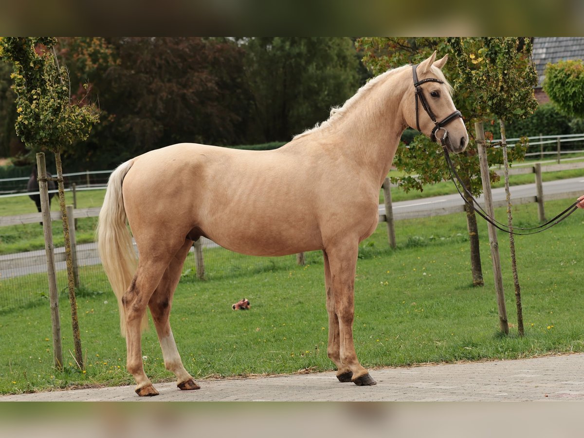 Oldenburgare Valack 5 år 165 cm Palomino in Köln