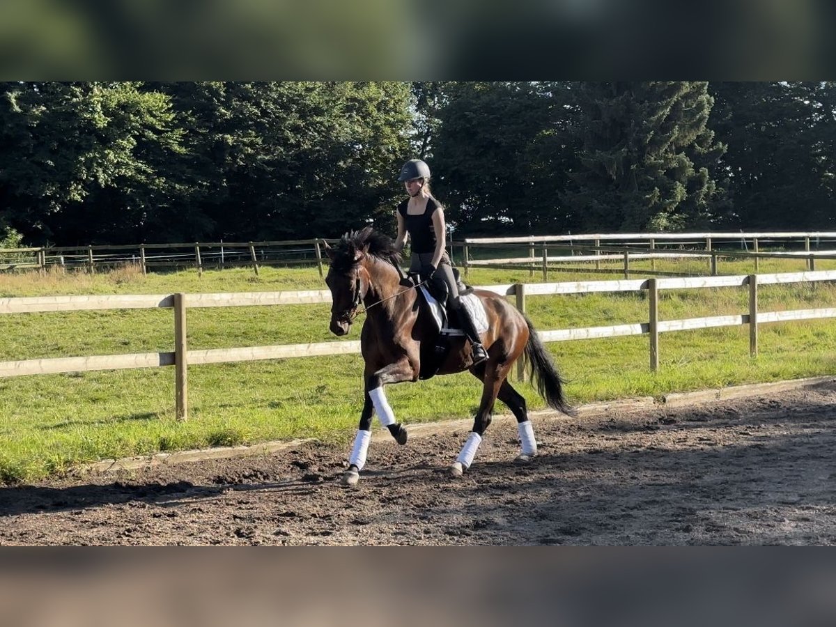 Oldenburgare Valack 5 år 167 cm Brun in Tangstedt