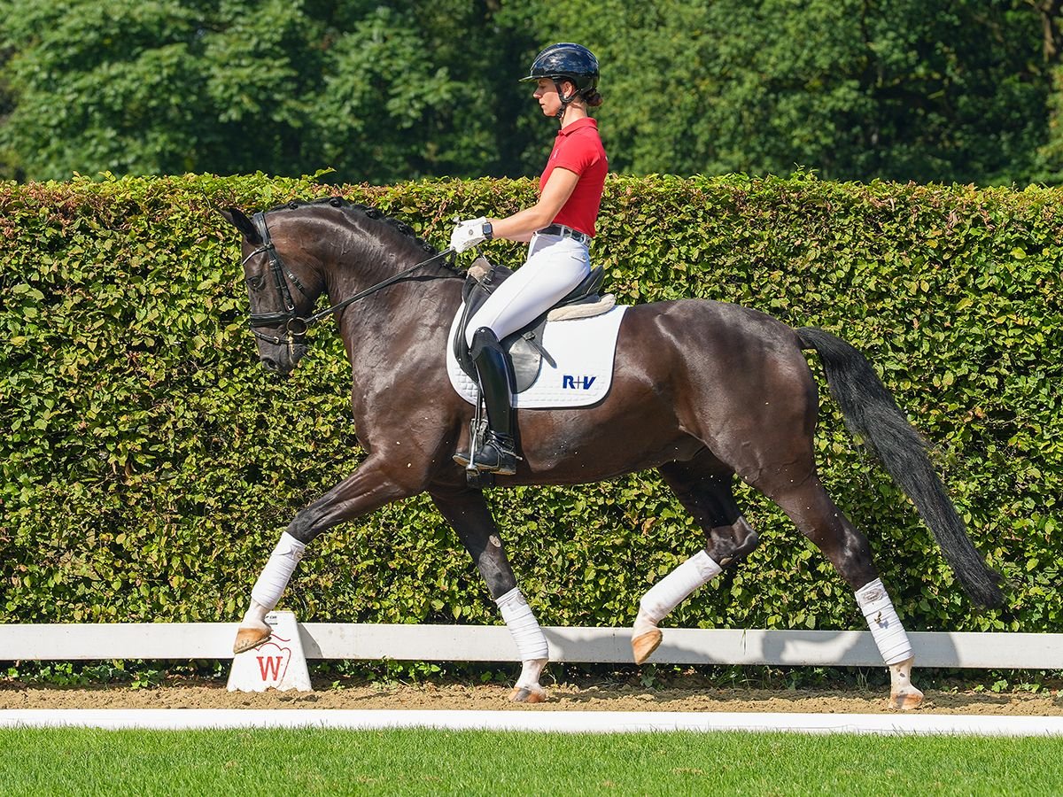 Oldenburgare Valack 5 år 168 cm Svart in Münster