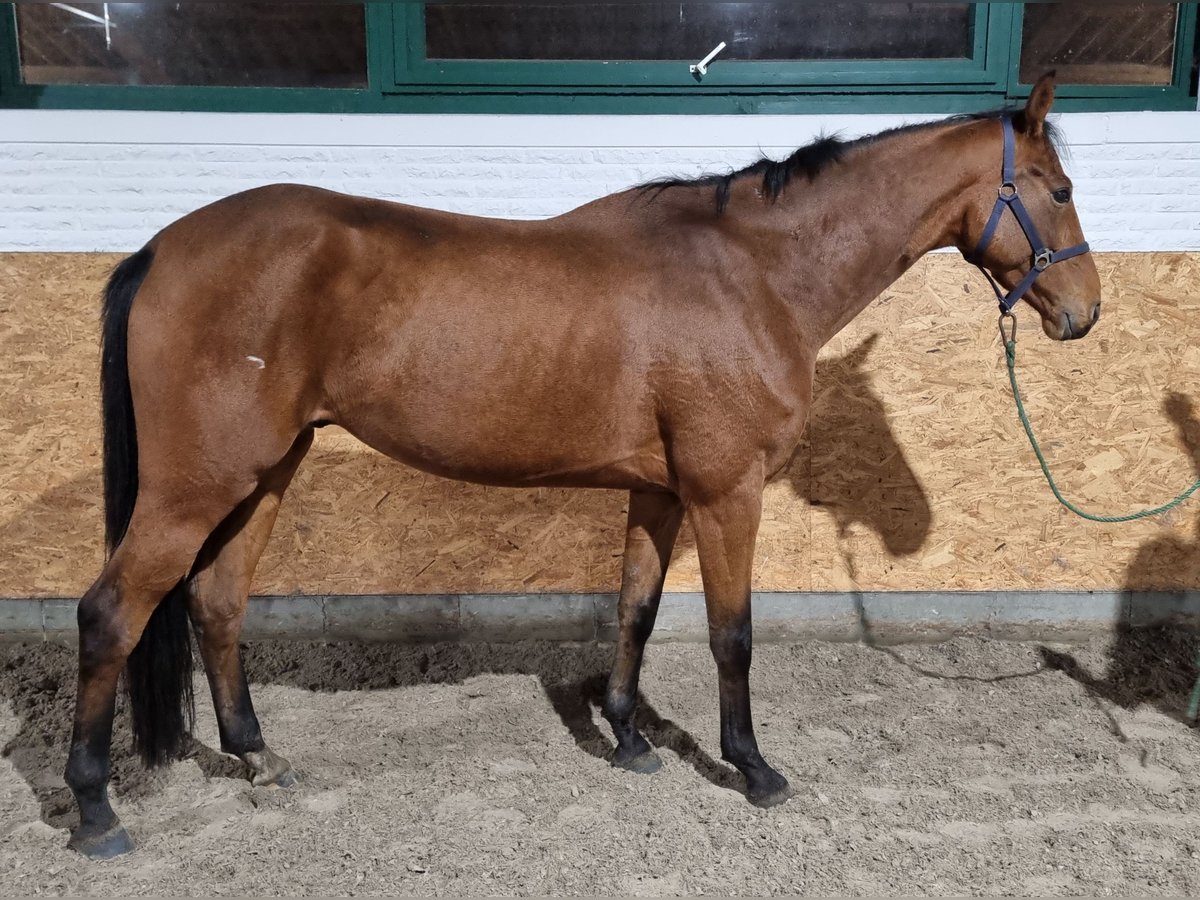 Oldenburgare Valack 5 år 170 cm Brun in Wettrup