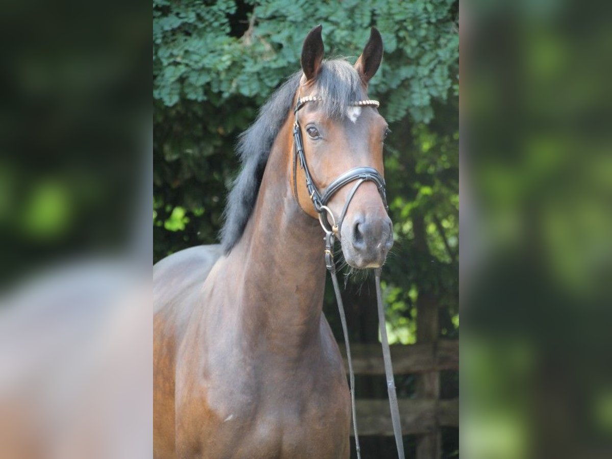 Oldenburgare Valack 6 år 165 cm Brun in Kassel