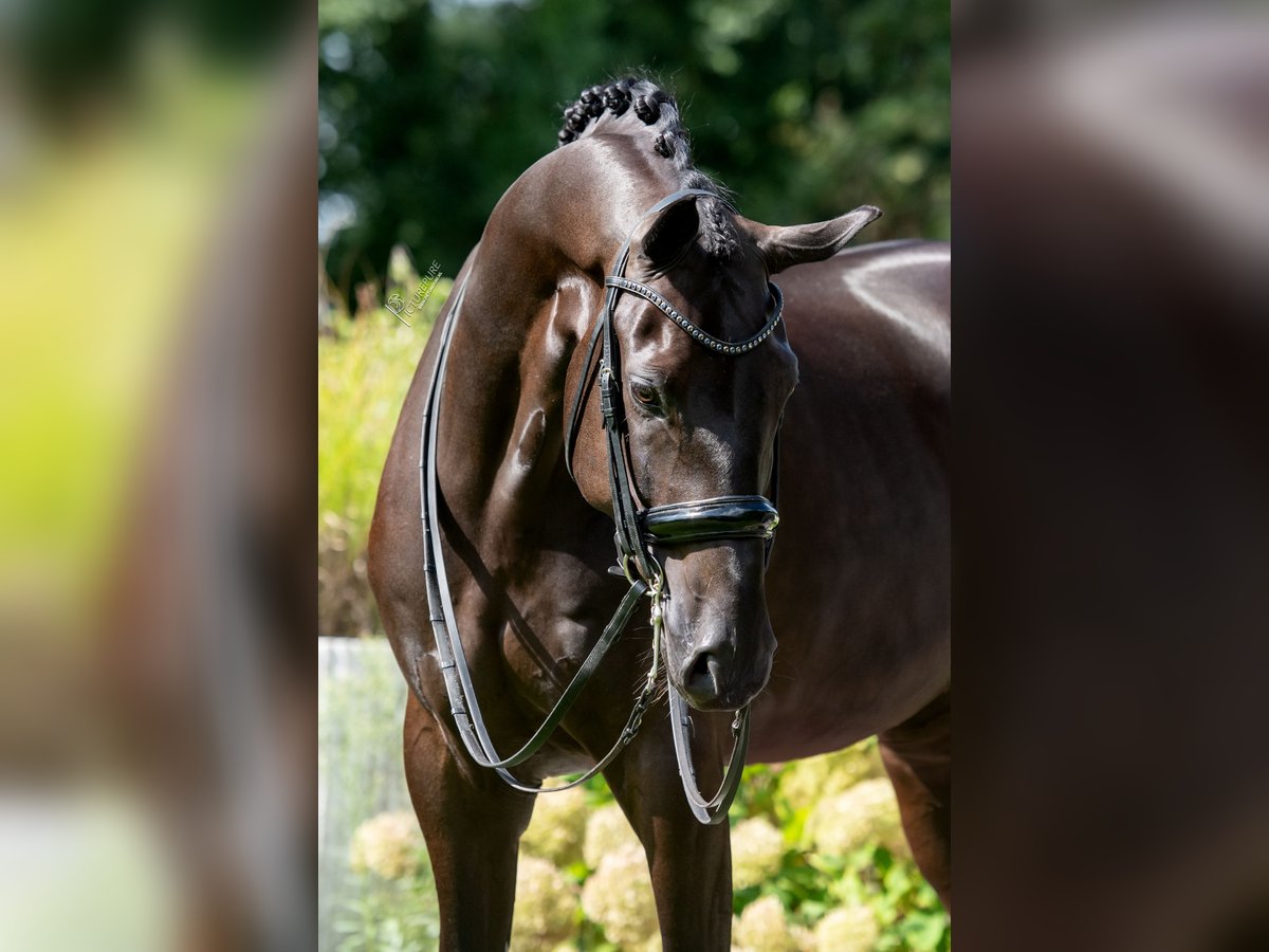 Oldenburgare Valack 6 år 176 cm Svart in Susteren