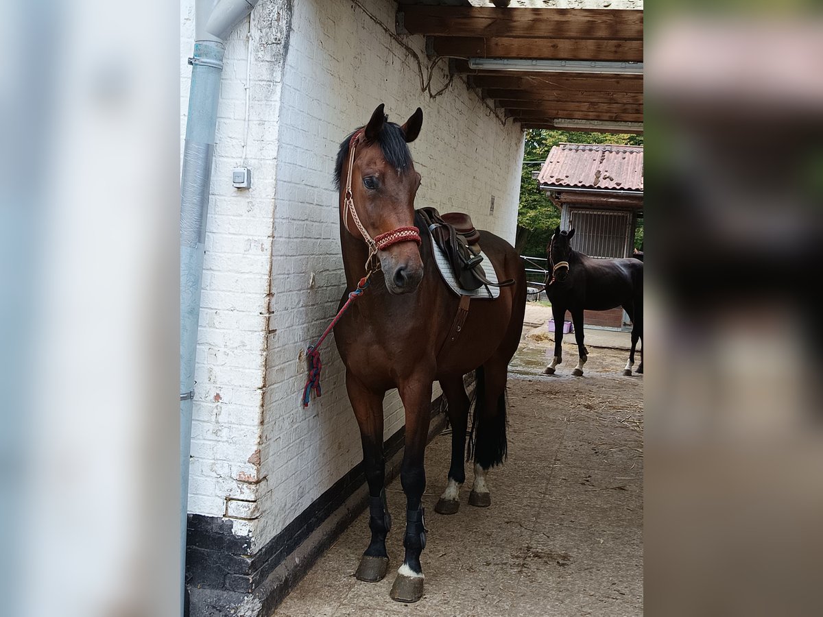 Oldenburgare Valack 6 år 178 cm Mörkbrun in Braunschweig