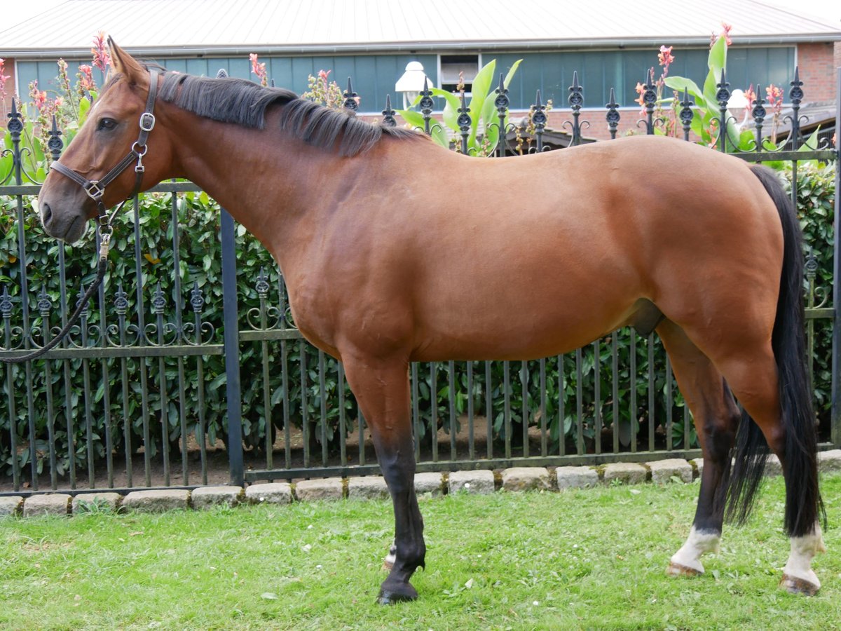 Oldenburgare Valack 7 år 164 cm in Dorsten