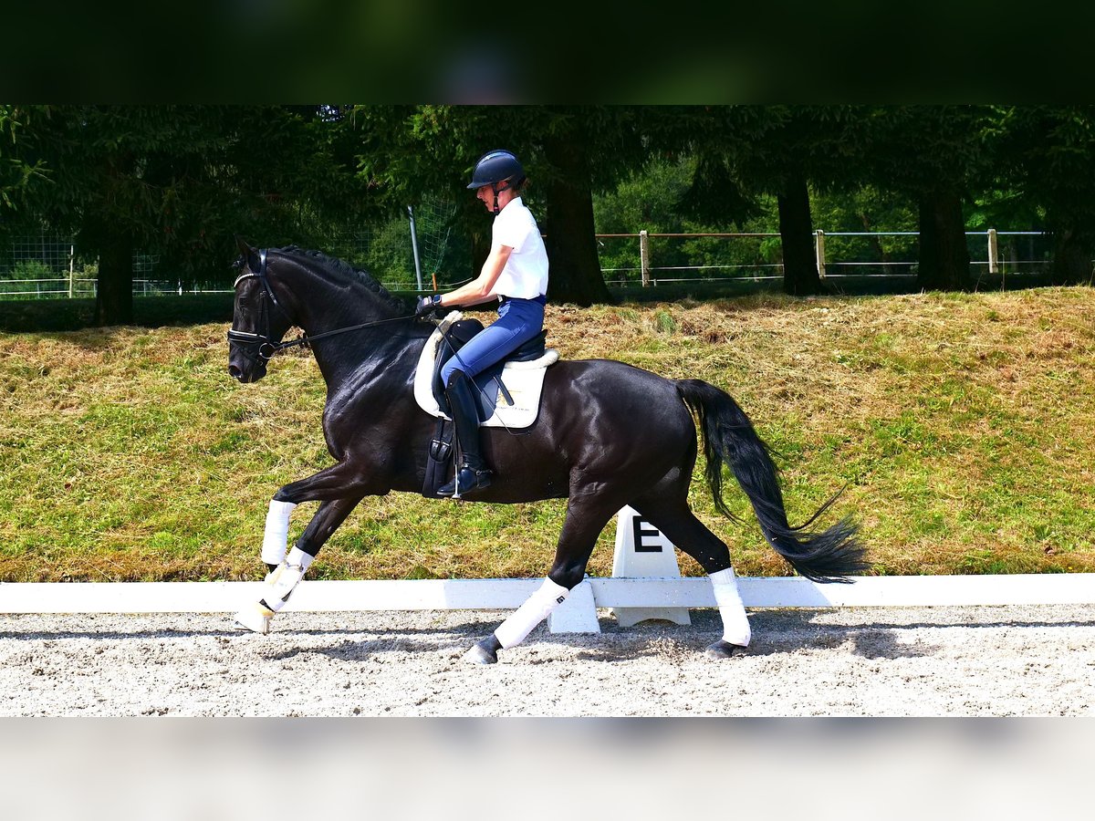 Oldenburgare Valack 9 år 169 cm Svart in Freiensteinau