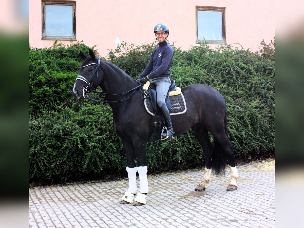 Oldenburgare Valack 9 år 171 cm Svart in Königheim - Pülfringen