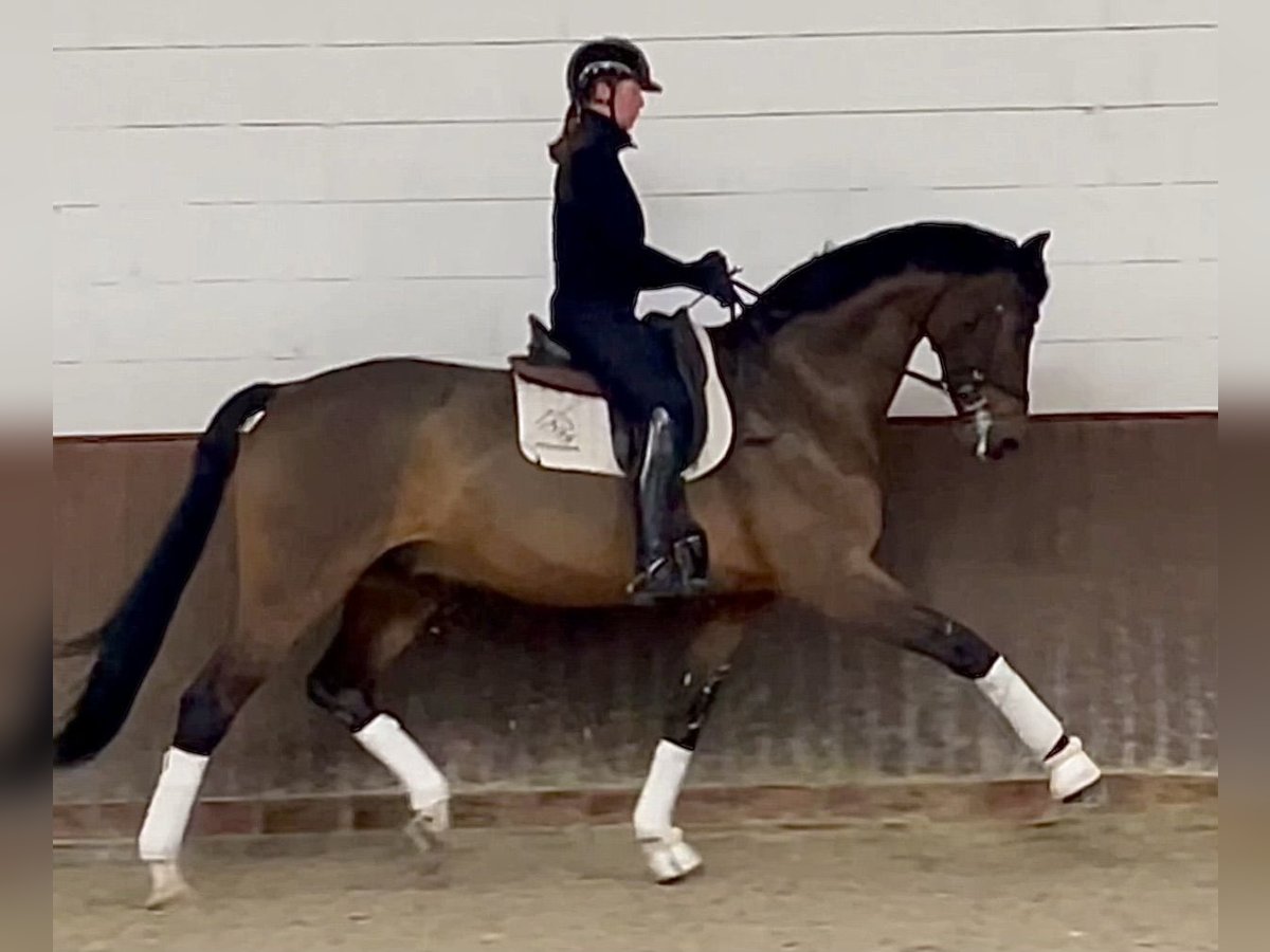 Oldenburgare Valack 9 år 179 cm Brun in Lohne (Oldenburg)