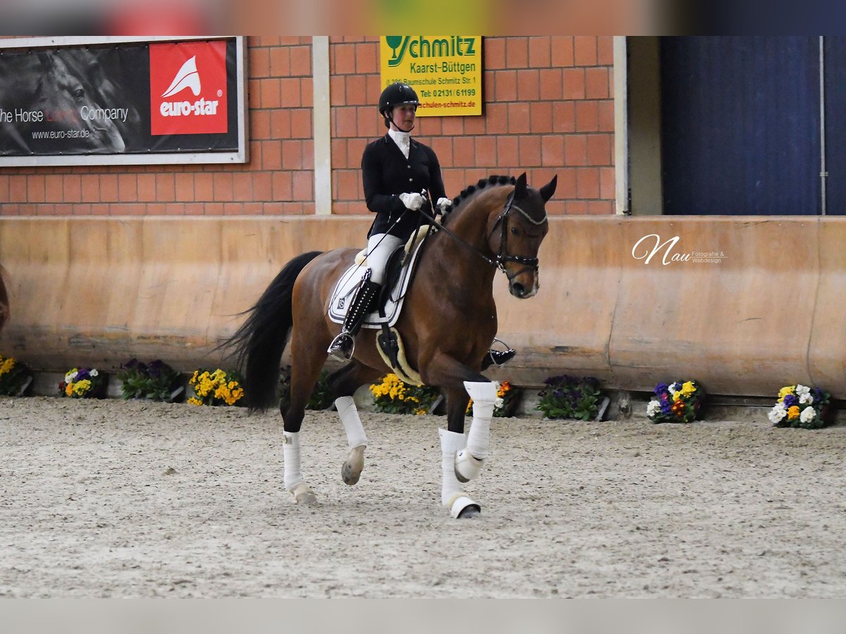 Oldenburger Hengst 11 Jahre 170 cm Brauner in Rosdorf
