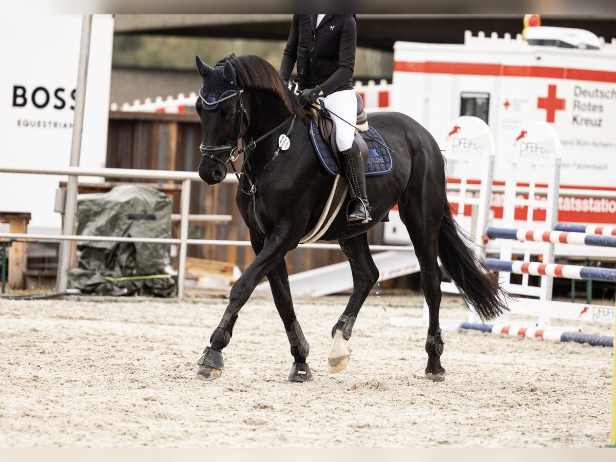 Oldenburger Hengst 12 Jahre 169 cm Rappe in Renchen