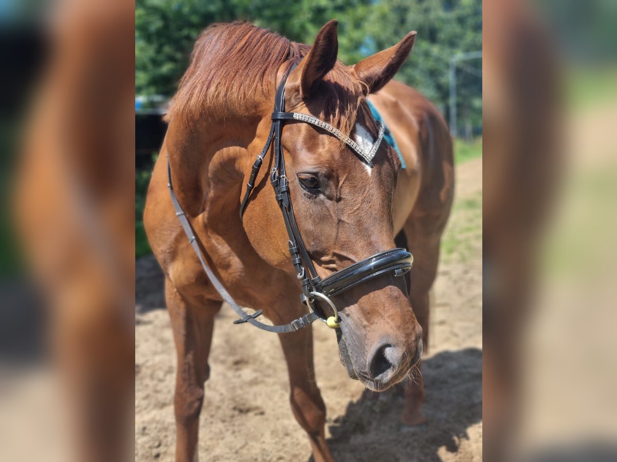 Oldenburger Mix Hengst 15 Jaar 169 cm Vos in Nortorf