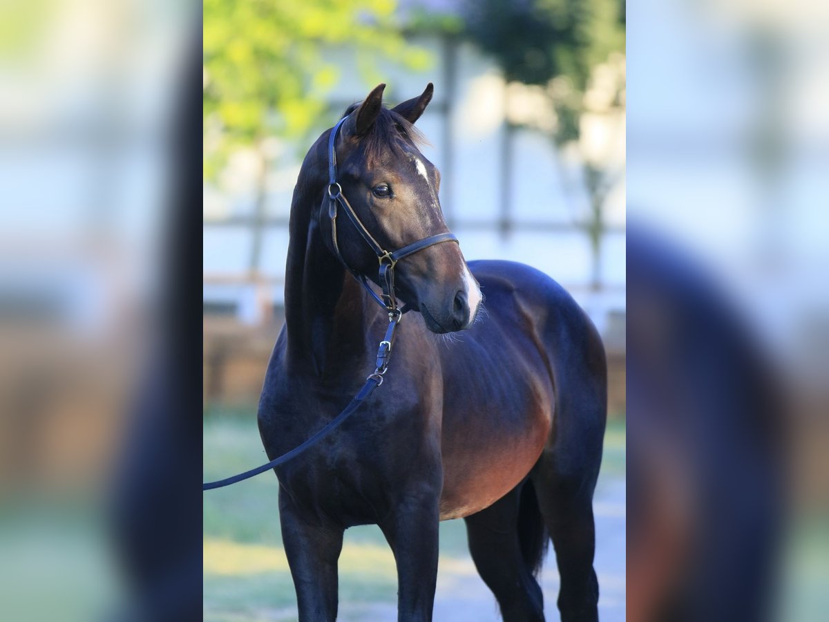 Oldenburger Hengst 1 Jaar 162 cm Roodbruin in Brytivka