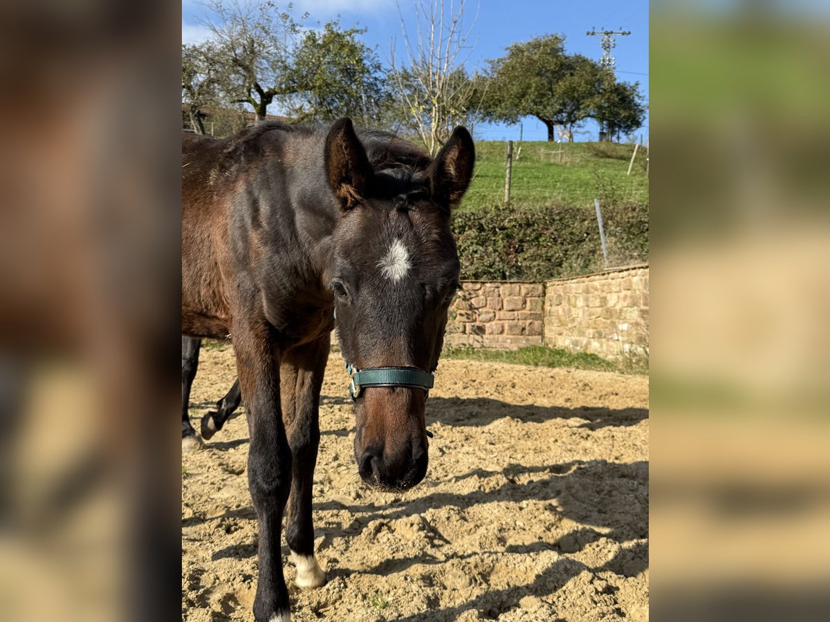 Oldenburger Hengst 1 Jaar 170 cm in Blieskastel