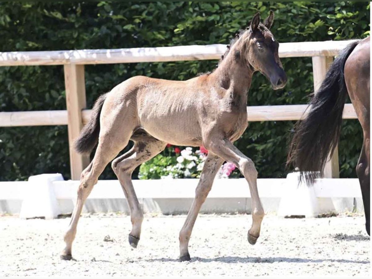 Oldenburger Hengst 1 Jaar 170 cm Zwart in breendonk