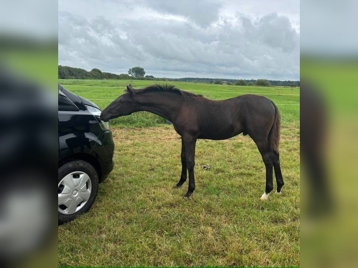 Oldenburger Hengst 1 Jaar 170 cm Zwart in Hamm