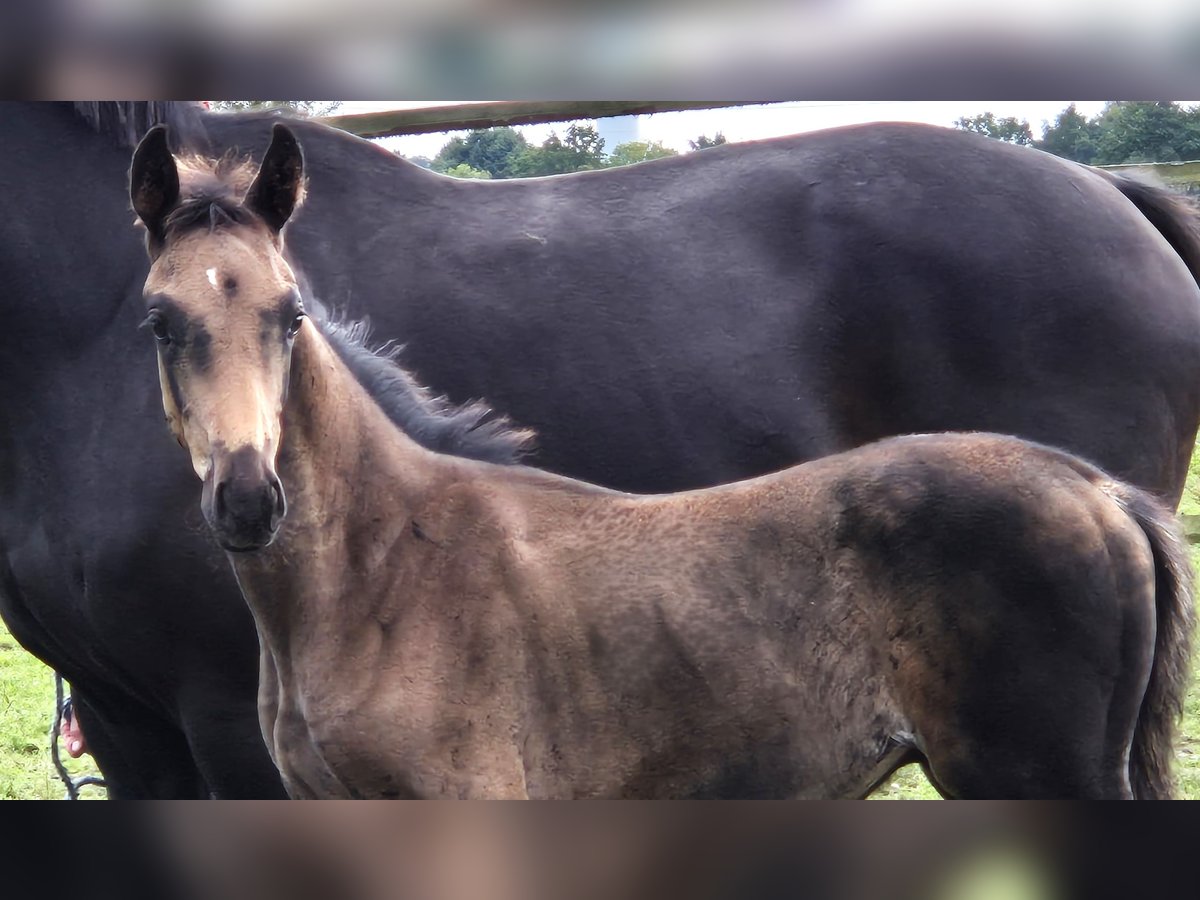 Oldenburger Hengst 1 Jaar 170 cm Zwartbruin in Ehrenburg