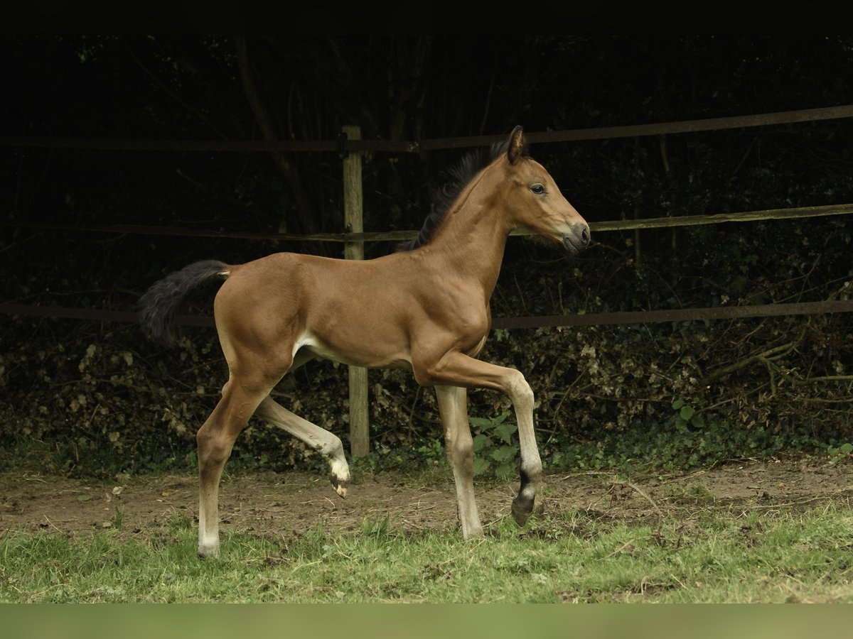 Oldenburger Hengst 1 Jaar 172 cm Bruin in Westouter