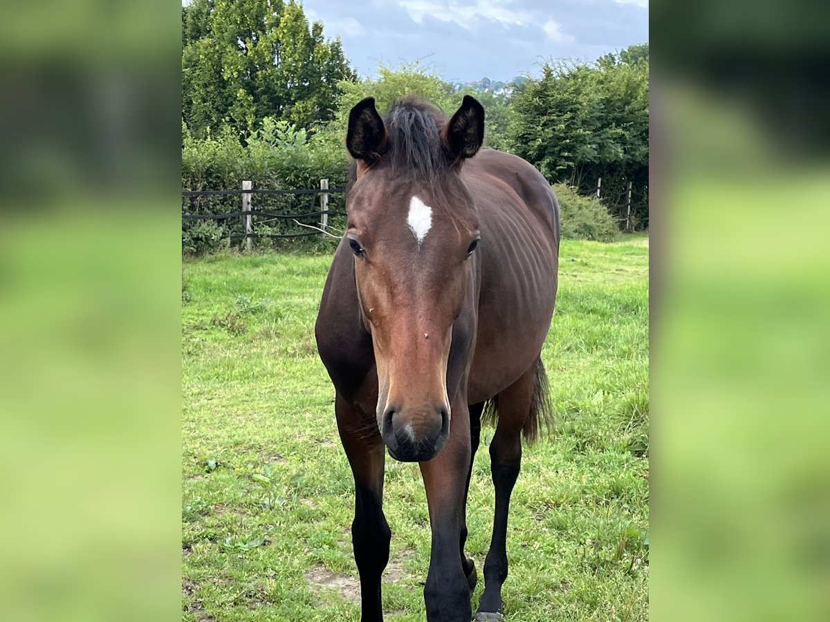 Oldenburger Hengst 1 Jahr 155 cm Brauner in Hiddenhausen