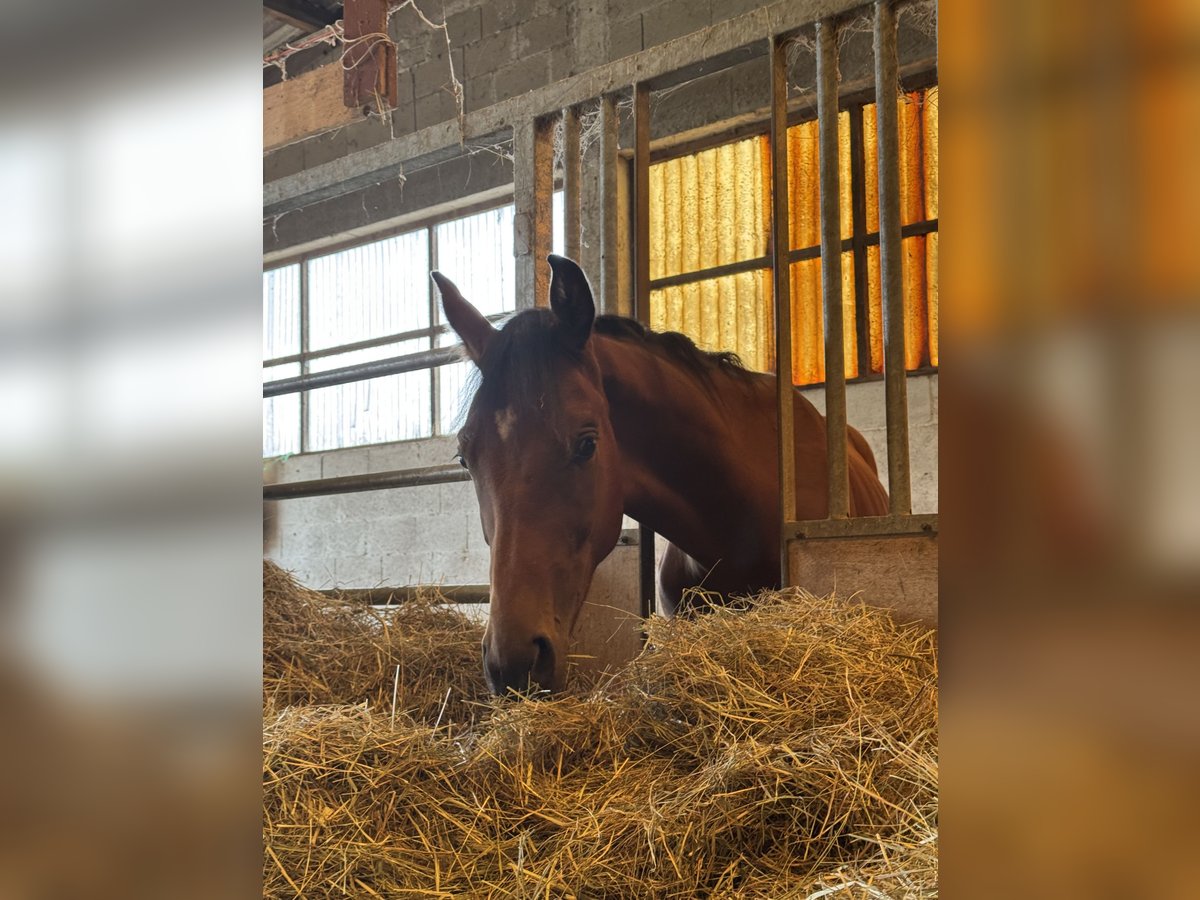 Oldenburger Hengst 1 Jahr 160 cm Brauner in Themar