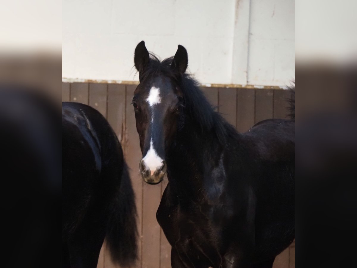 Oldenburger Hengst 1 Jahr 167 cm Rappe in Bramsche