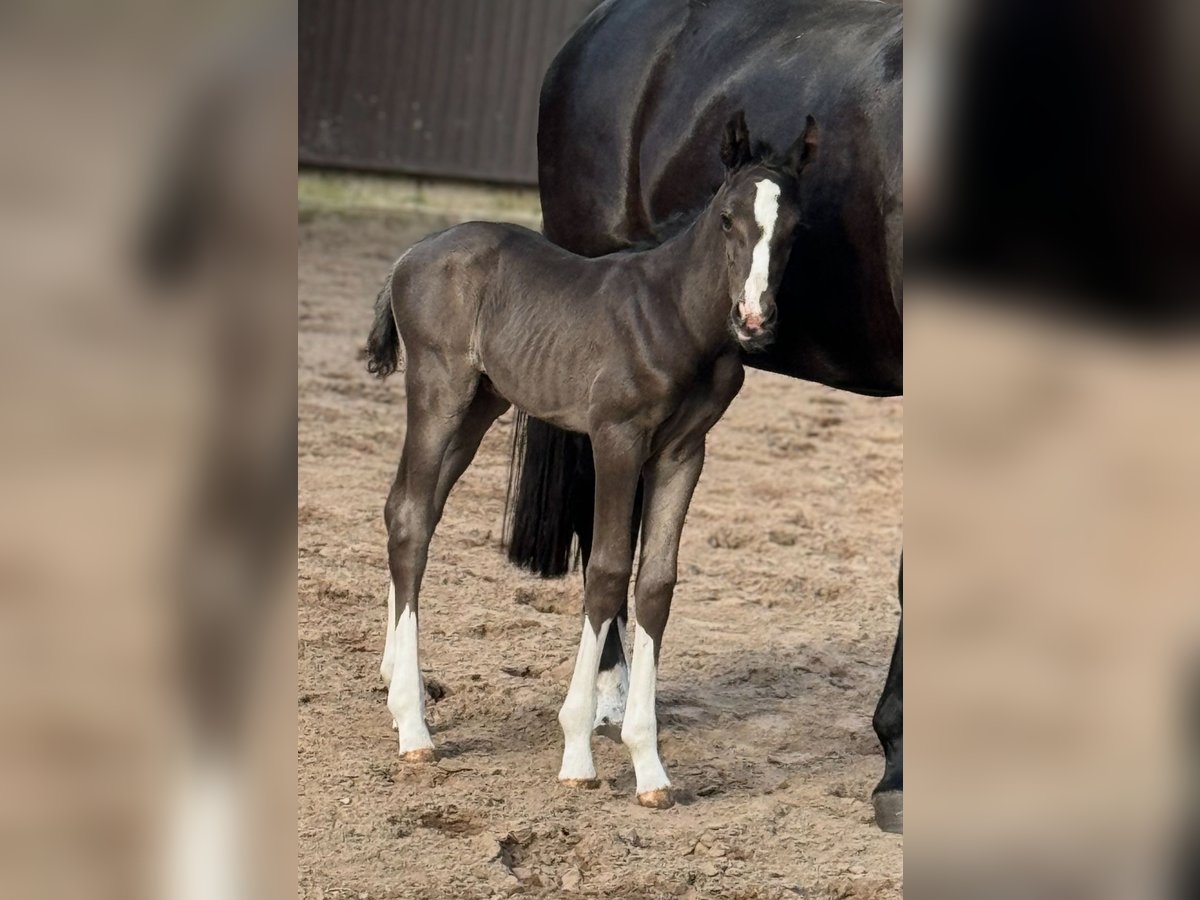 Oldenburger Hengst 1 Jahr 169 cm Rappe in Bramsche