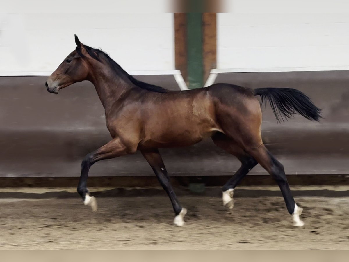 Oldenburger Hengst 1 Jahr 170 cm Brauner in Bramsche