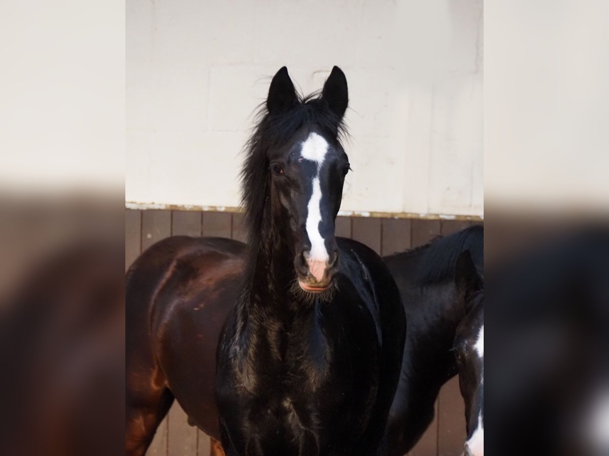Oldenburger Hengst 1 Jahr 172 cm Rappe in Bramsche