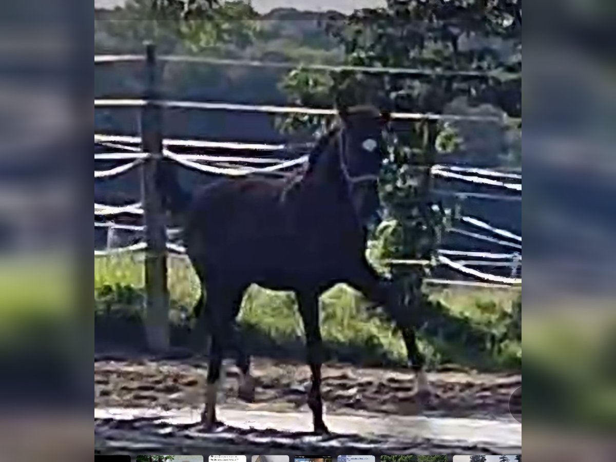 Oldenburger Hengst 1 Jahr Brauner in Sankt Wolfgang